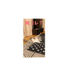 モカちゃんの（個別スタンプ：16）
