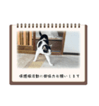 糸島の猫達（個別スタンプ：1）