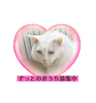糸島の猫達（個別スタンプ：2）