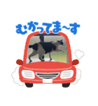 糸島の猫達（個別スタンプ：6）