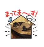 糸島の猫達（個別スタンプ：7）