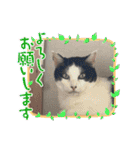 糸島の猫達（個別スタンプ：8）