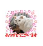糸島の猫達（個別スタンプ：9）