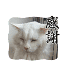 糸島の猫達（個別スタンプ：10）