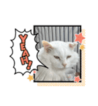 糸島の猫達（個別スタンプ：14）