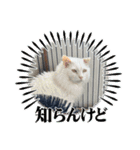 糸島の猫達（個別スタンプ：16）
