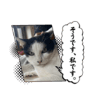糸島の猫達（個別スタンプ：17）