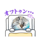 糸島の猫達（個別スタンプ：18）