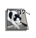糸島の猫達（個別スタンプ：19）