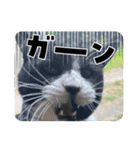 糸島の猫達（個別スタンプ：20）