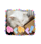 糸島の猫達（個別スタンプ：21）