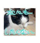 糸島の猫達（個別スタンプ：22）