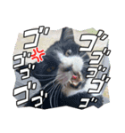 糸島の猫達（個別スタンプ：23）