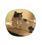 糸島の猫達（個別スタンプ：24）