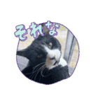 糸島の猫達（個別スタンプ：25）