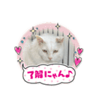 糸島の猫達（個別スタンプ：27）