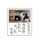 糸島の猫達（個別スタンプ：28）