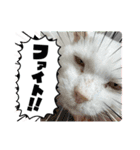 糸島の猫達（個別スタンプ：29）