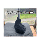 糸島の猫達（個別スタンプ：32）