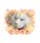 糸島の猫達（個別スタンプ：33）