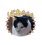 糸島の猫達（個別スタンプ：34）