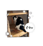 糸島の猫達（個別スタンプ：35）
