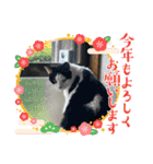 糸島の猫達（個別スタンプ：39）