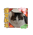 糸島の猫達（個別スタンプ：40）