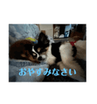 チョコ、空（個別スタンプ：8）