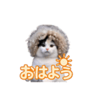 動く！踊る猫ミーム(パート23)（個別スタンプ：1）