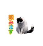 動く！踊る猫ミーム(パート23)（個別スタンプ：7）