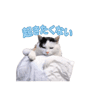動く！踊る猫ミーム(パート23)（個別スタンプ：9）