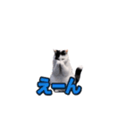 動く！踊る猫ミーム(パート23)（個別スタンプ：10）