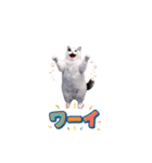 動く！踊る猫ミーム(パート23)（個別スタンプ：13）