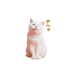 動く！踊る猫ミーム(パート23)（個別スタンプ：15）