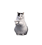 動く！踊る猫ミーム(パート23)（個別スタンプ：23）