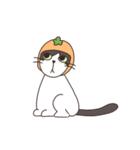 みかんねことふつうのねこスタンプ（個別スタンプ：16）