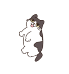 みかんねことふつうのねこスタンプ（個別スタンプ：20）