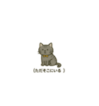 ウチの気まぐれ猫様（個別スタンプ：28）