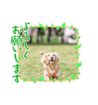 うらきらゆら（個別スタンプ：1）