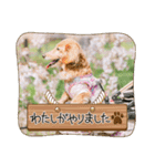 うらきらゆら（個別スタンプ：4）