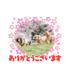 うらきらゆら（個別スタンプ：14）