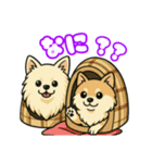 ポメラニアンズスタンプ（個別スタンプ：4）