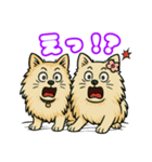 ポメラニアンズスタンプ（個別スタンプ：7）