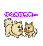 ポメラニアンズスタンプ（個別スタンプ：8）