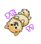 ポメラニアンズスタンプ（個別スタンプ：16）