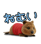 クオッカのきもち 幸せスタンプ（個別スタンプ：37）