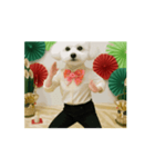 波乗りトイプー（個別スタンプ：1）