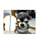 ニカ16歳頑張ります（個別スタンプ：1）