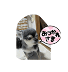 ニカ16歳頑張ります（個別スタンプ：2）